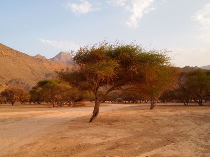 Camping in Dubai